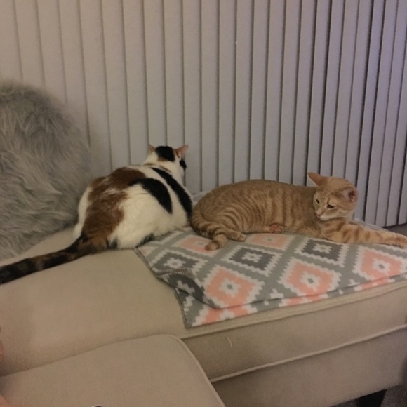 Meet your Posher, Heather - Picture 4 of 4